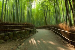kyoto sagano arashiyama bamboo forest