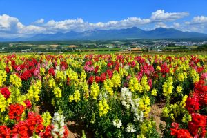furano flower land