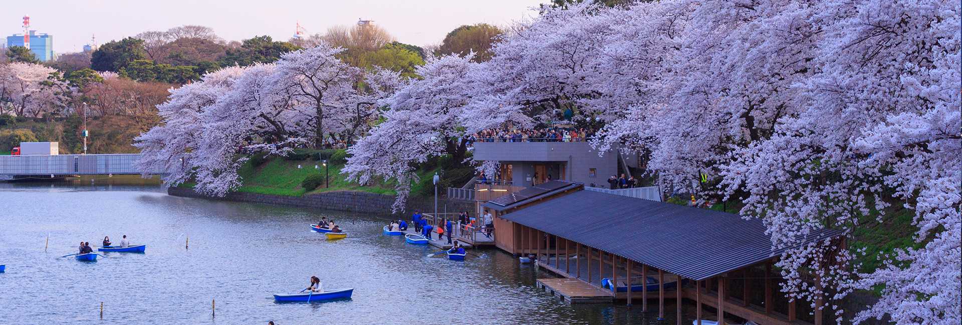 cerisiers en fleurs à Tokyo