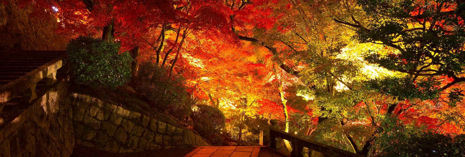 Des érables du Japon illuminés la nuit en automne à Kyoto