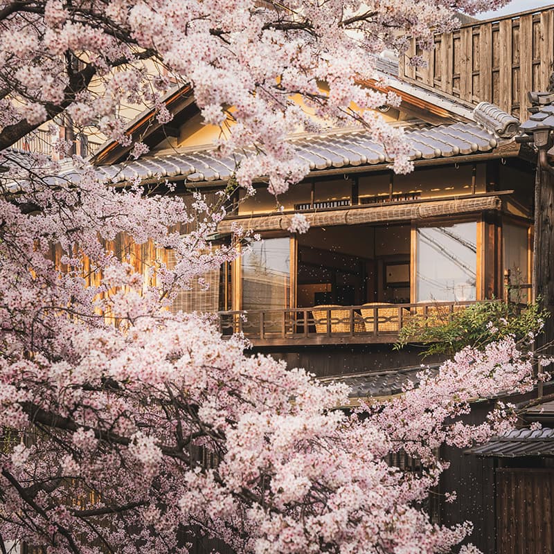 une maison japonaise traditionnelle avec des cerisiers en fleurs